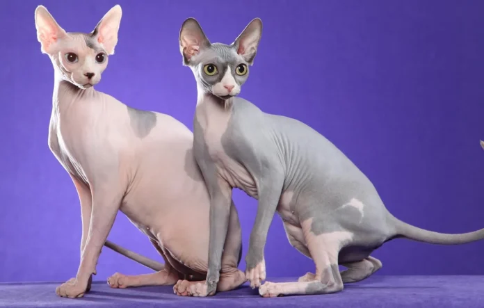 Genetically modified cats